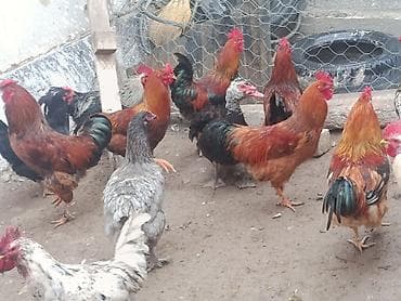 кукуруза с пачаткой: Продаю | Петух | Для разведения — 6