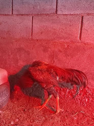 Иттер: Сатам | Короздор | Үй | Көбөйтүү үчүн — 1