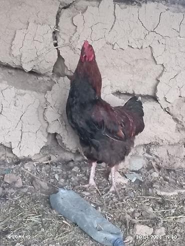 зоомагазин бишкек с животными: Продаю | Петух | Домашняя | Для разведения — 10