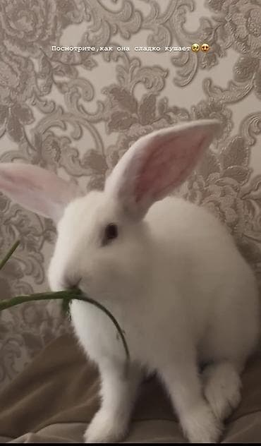баа: 🐰🤍 САТЫЛАТ АК КОЁН! Татынакай, сүйкүмдүү 2 айлык коён сатылат 🥰 🤍 — 1