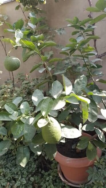 мандарин дерево: Продаю дерево лайма, плодоносит. Украсит ваш офис, зимний сад, дом — 3