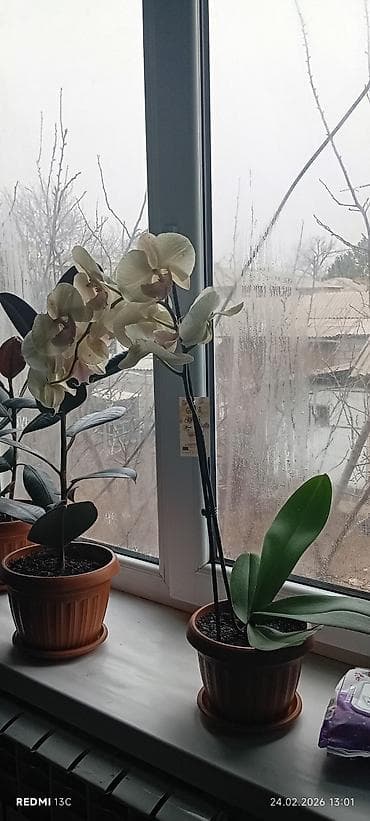 орхидея фаленопсис: Орхидея фаленопсис в горшке - Окраска цветов: кремово-белые лепестки — 2