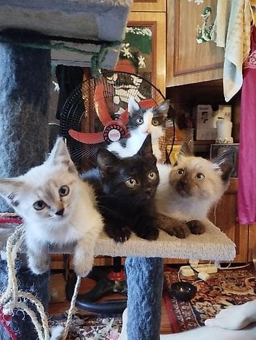 вин кот: Отдаем котят в добрые руки — 6