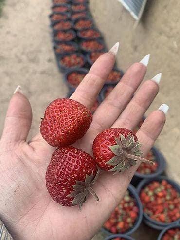 аджва финики цена: Клубника кулпунай сорт черный принц Принимаю заказы на рассаду — 6