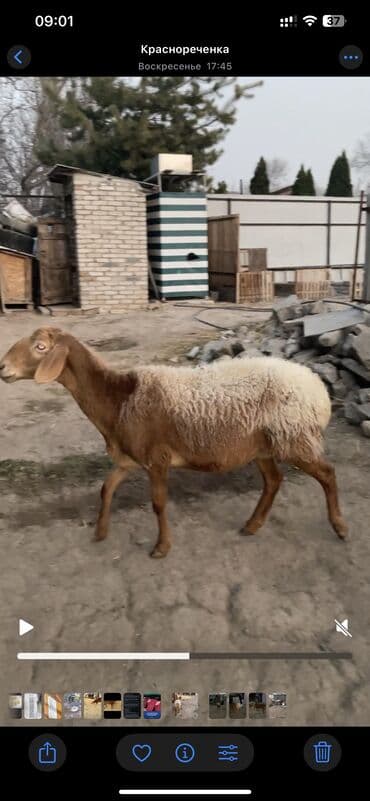 Собаки: Продаю | Овца (самка) | Арашан | Для разведения | Матка — 2