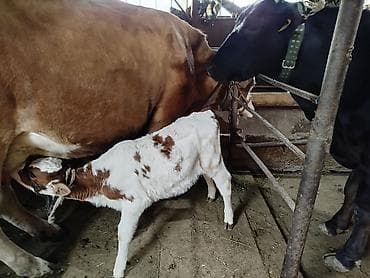 Үй жаныбарлары: Сатам | Уй (ургаачы) | Сүт алуу үчүн | Музоологондон кийин — 1