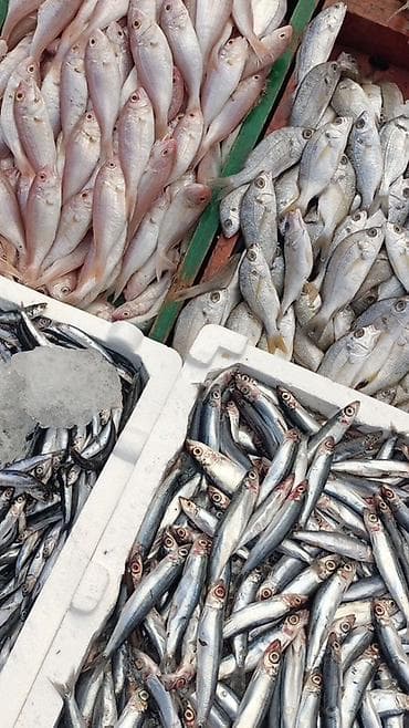 ТРЕБУЮТСЯ МУЖЧИНЫ в Краснодарский край Возраст: от 18 до 45 лет 🐟