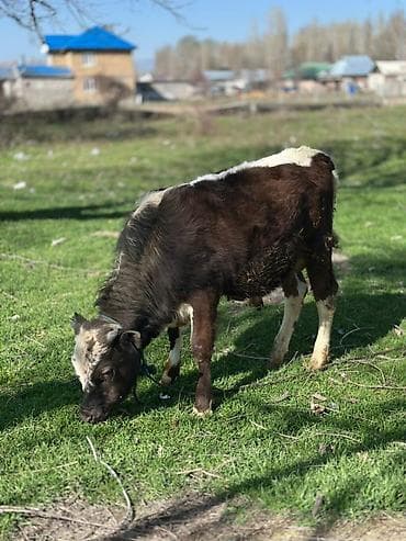 Сатам | Бука (эркек) | Аргын | Бордоп семиртүү үчүн — 3