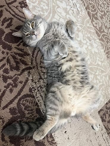 Үй жаныбарлары: 🐱 Шотландский кот ищет добрый дом Продаётся ласковая и игривая — 1