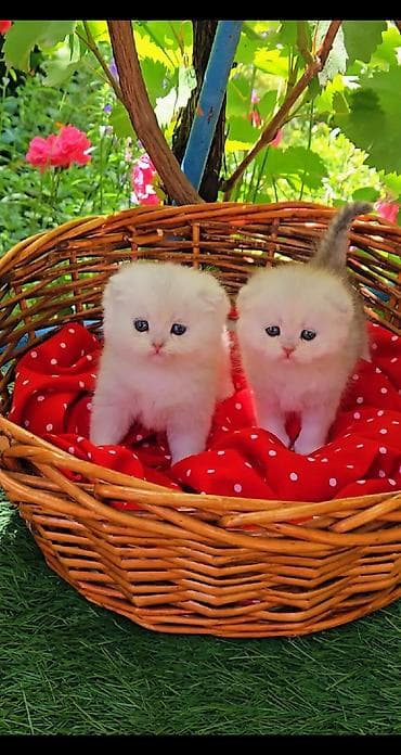 Кошки: Шотландские котята от красивой пары. Предлагаем для бронирования — 7