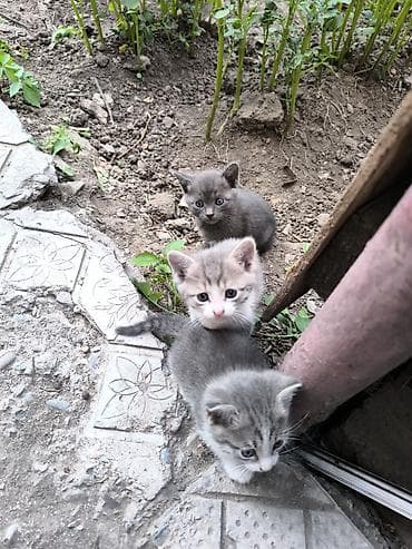 Мышыктар: Очаровательные котята, помёт из 4 малышей: - Окрас: серый с белым (два — 5
