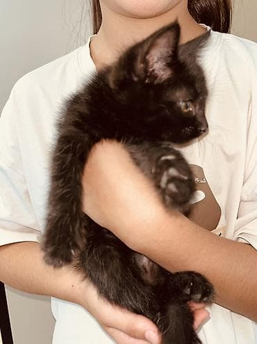 1 мальчик 2 котенка фулл: Беспородная, 2 месяца, Девочка, Рыжий, Приучена к лотку — 10