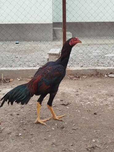 немецкая овчарка купить бишкек: Дакан жожо короз сатылат алмашу жолдору бар адрес Заря Тынчтык конушу — 1