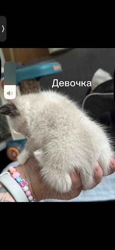радуга вест кош кол: Кошка даром: Беспородная, 3 месяца, Девочка — 2