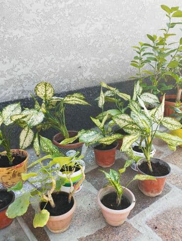 купить газонную траву в бишкеке: Продаю цветы — 4