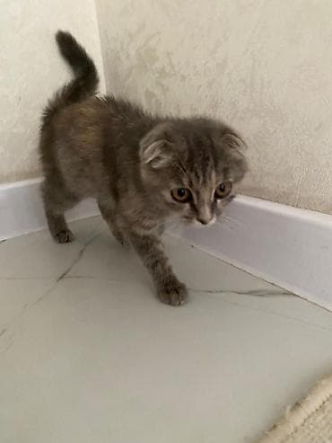 Шотландский вислоухий котёнок (Scottish Fold) - Окрас: серо-дымчатый at lalafo.kg Шотландский вислоухий котёнок (Scottish Fold) - Окрас: серо-дымчатый