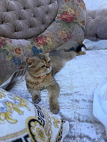 ВЯЗКА! Шотландская вислоухая (Scottish Fold), окрас золотой