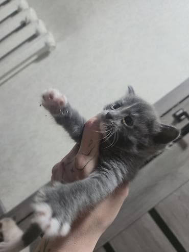 ориентальные котята купить: Котята домашние, помёт из четырёх малышей: - Окрасы: дымчато‑серый с — 4