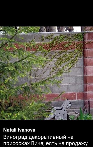 продажа рассады: Предлагается саженец кустарника с развитой корневой системой, готовый — 5