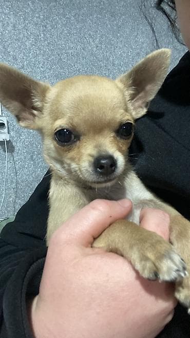 чихуаха: Чихуахуа, 4 месяца, Самец, С прививкой — 2