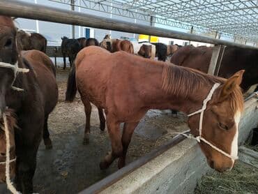 продаю породистых коров: Продаю | Жеребенок | Кара Жорго | Для молока, Рабочий, Конный спорт | Племенные — 3