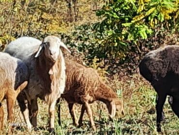 сколько стоит шарпей щенок: Продаю | Баран (самец) | Арашан | Для разведения | Осеменитель — 6