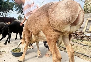 cane corso: Продаю | Баран (самец) | Арашан | Для разведения — 2