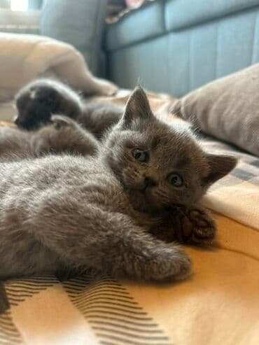отдам даром вислоухого котенка: Шотландский котенок ( девочка) 7 недель. К лотку приучены. Две — 1