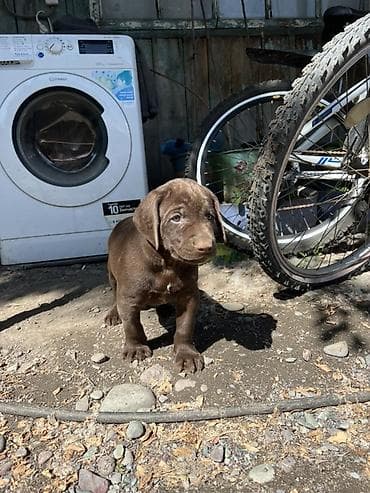 бишкек ит: Курцхаар щенки 🐾 Дата рождения: 29.03.2026 Здоровые, активные — 4