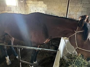 китайская хохлатая собака: Продаю | Жеребец | Рабочий — 7