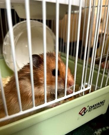Хомяк сирийский (длинношерстный), в комплекте с клеткой Dayang