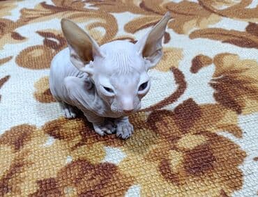 Продается котенок породы Донской Сфинкс, мальчик. Родился 21 октября я