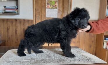 собака овчарка купить: Щенки немецкой овчарки, полностью чёрного окраса, есть длинношерстный — 7