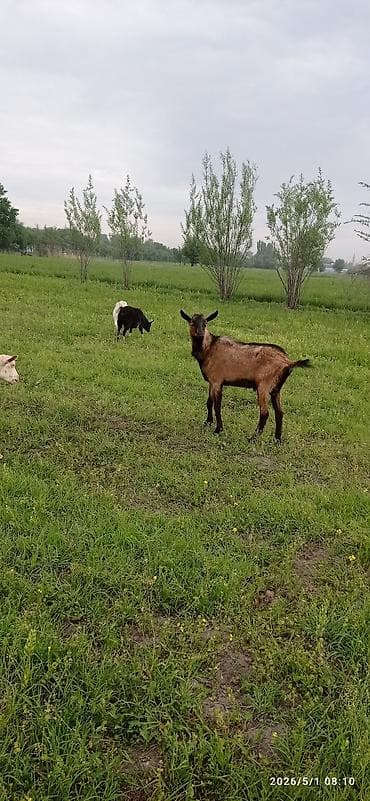 куплю червей: Ежи ушастые (Hemiechinus auritus) Описание: - Вид: ушастый ёж — — 3