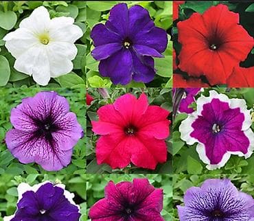 Рассада цветочных культур из теплицы собственного выращивания. В — 4