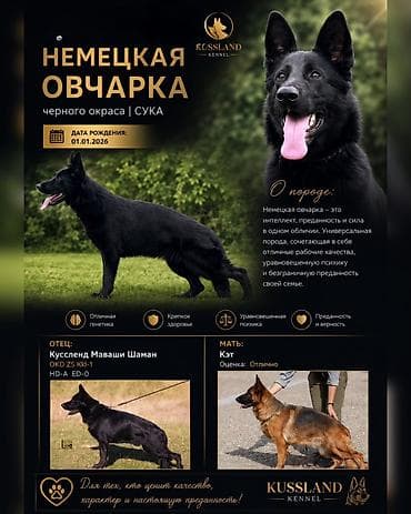 кремация животных бишкек: Питомник Немецкой овчарки Kussland предлагает для продажи щенка — 1