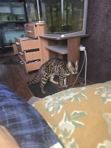 бенгальские кошки цена: Бенгальская, 4 года, Мальчик, Приучена к лотку — 6