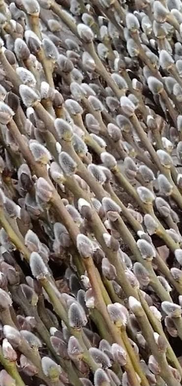 сухоцвет: Пушистые веточки вербы (котики) - Натуральные ветви вербы с плотными — 2