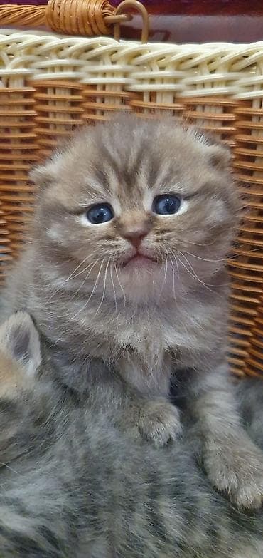 шотланский кот: Скотиш Фолд (Шотландская вислоухая), 2 месяца, Девочка, Серый, Приучена к лотку — 3