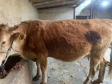 Животные: Продаю | Корова (самка) | Для разведения | Привязанные — 5