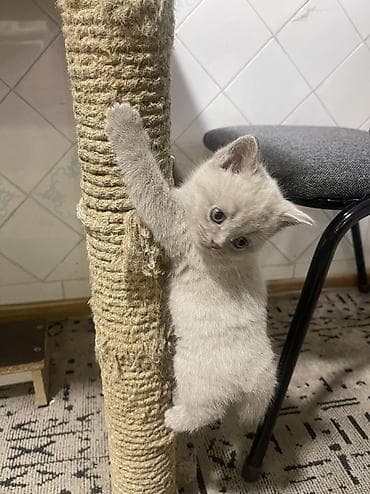 котята британские: Британские короткошёрстные котята, окрас лиловый. Девочки. Приучены к — 8