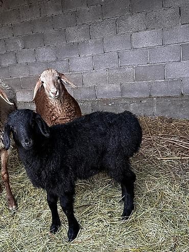 парода ала тоо: Продаю | Овца (самка) | Для разведения — 2