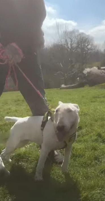 щенки бультерьера цена: Куплю срочно собаку породы бультильер желательно " щенка пол без — 1