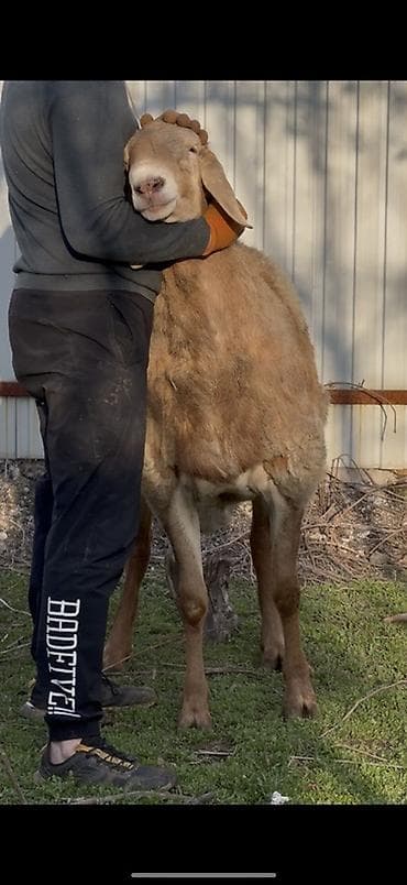 белый хомяк: Продаю | Баран (самец) | Арашан | Для разведения | Осеменитель — 2