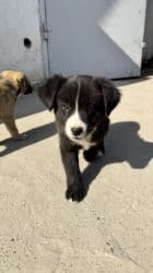 собака машка: Собака даром: Дворняжка, 3 месяца, Самка — 4