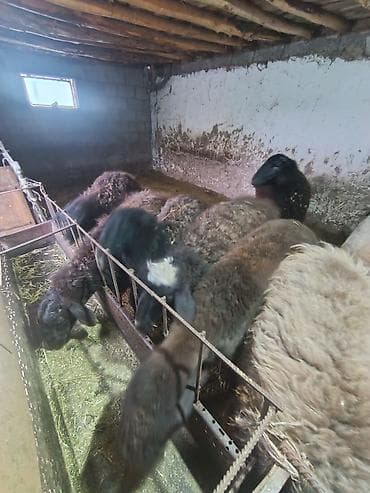кармушка для овец: Продаю | Овца (самка) | Для разведения | Матка — 7