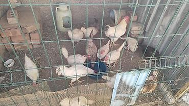 живой корм: Продаю | Куры | Домашняя | Для разведения — 3