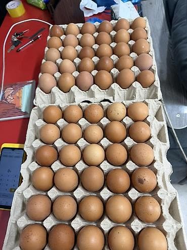 Продукты питания: Куриные яйца, коричневые, сорт столовый. - Упаковка: лотки по 30 шт. — 2