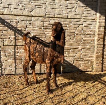 продажа щенков немецкой овчарки с документами в бишкеке: Продаю | Коза (самка), Козёл (самец), Козлёнок | Битал, Камори, Макачини | Для разведения, Для молока | Племенные, Котные, Осеменитель — 2