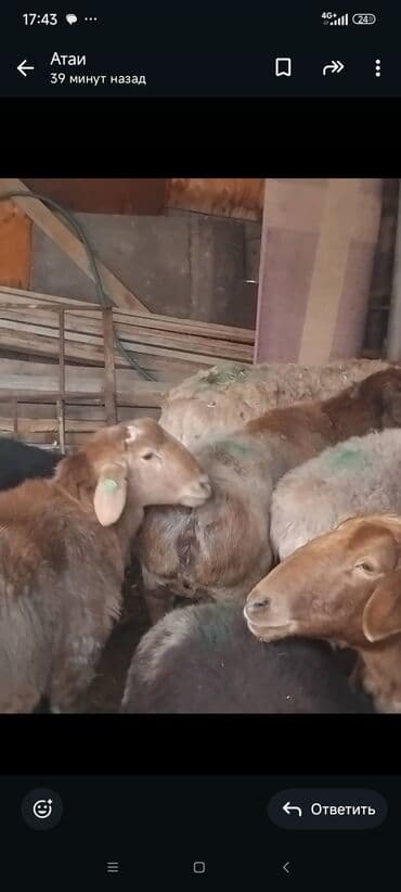 продажа охотничьих собак: Продаю | Овца (самка) | Для разведения | Матка — 4